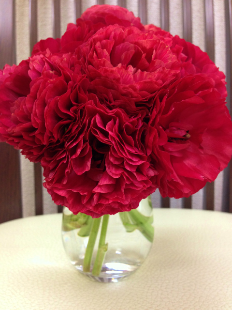 http://www.yachiyo-chiro.net/blog/ranunculus2.jpg
